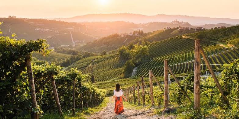 Vineyard